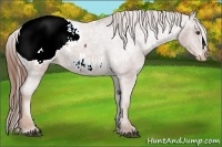 Horse Color:Chestnut Appaloosa 