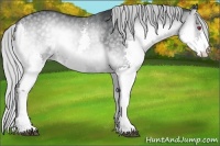 Horse Color:Silver Blue Onyx Chinchilla Splash