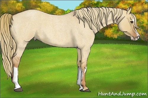 Horse Color:Red Dun Roan Splash Frame Rabicano 