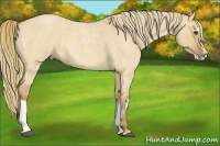 Horse Color:Red Dun Roan Splash Frame Rabicano 