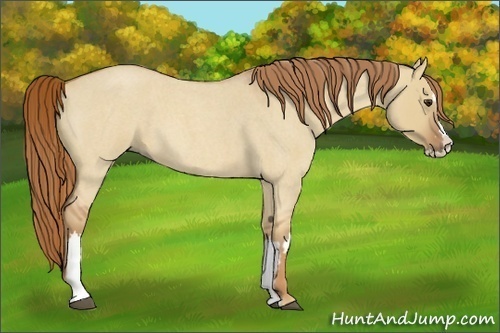 Horse Color:Red Dun Roan Splash Frame Rabicano 