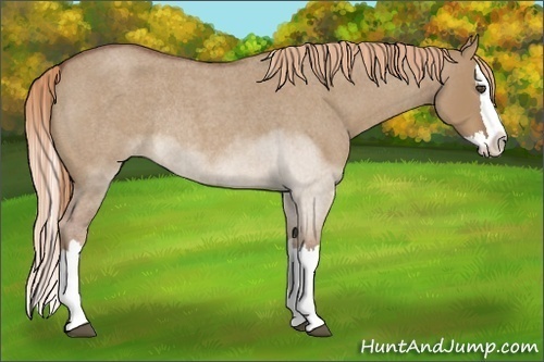 Horse Color:Red Dun Roan Splash Rabicano 