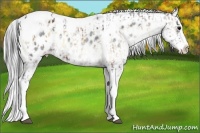 Horse Color:Bay Onyx Splash Tobiano Frame Appaloosa  and Silver Brown Chinchilla Dun Splash Tobiano Frame Appaloosa 
