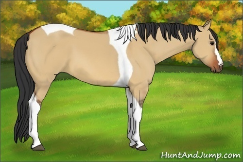Horse Color:Bay Dun Tobiano