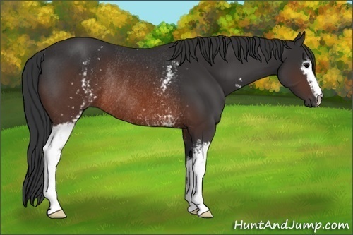 Horse Color:White Spotted Brown Rabicano