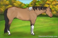 Horse Color:Bay Dun Tobiano 