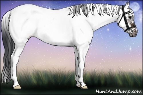 Horse Color:White Spotted Brown Roan Splash Frame 