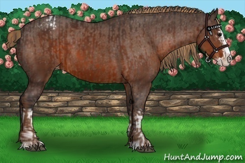 Horse Color:White Spotted Bay Splash and Liver Chestnut Sabino Splash Varnish