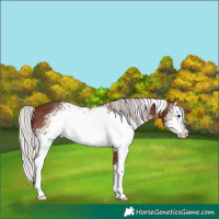 Horse Color:White Spotted Silver Bay 