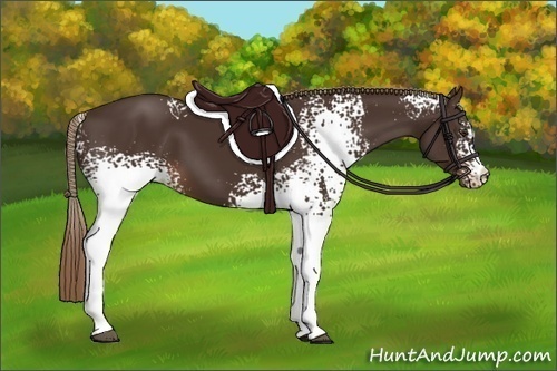 Horse Color:White Spotted Liver Chestnut 