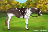 Horse Color:White Spotted Liver Chestnut 