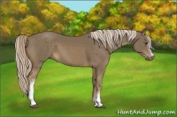 Horse Color:White Spotted Chocolate Palomino Sabino 