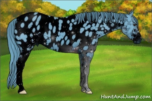 Horse Color:ERROR: UNKNOWN ANOMALY