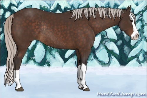 Horse Color:Silver Bay Splash Rabicano