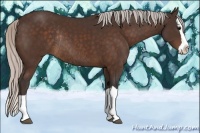 Horse Color:Silver Bay Splash Rabicano 