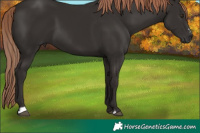 Horse Color:Liver Chestnut Sabino 