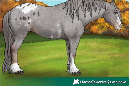 Horse Color:Liver Chestnut Sabino Blanket