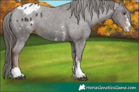 Horse Color:Liver Chestnut Sabino Blanket 