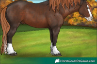 Horse Color:Liver Chestnut Splash 