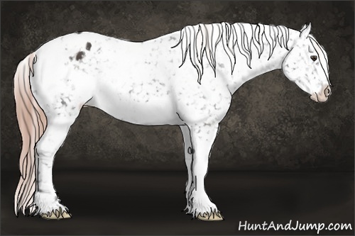 Horse Color:White Spotted Liver Chestnut Snowflake Varnish 