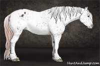 Horse Color:White Spotted Liver Chestnut Snowflake Varnish