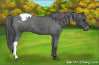 Horse Color:Black Appaloosa 