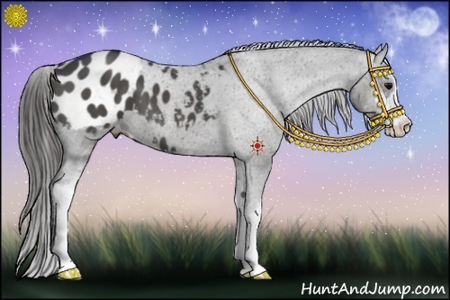 Horse Color:Black Sabino Appaloosa 