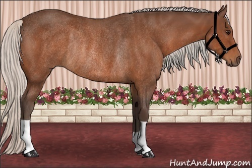 Horse Color:Silver Bay Rabicano 