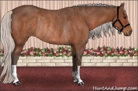 Horse Color:Silver Bay Rabicano
