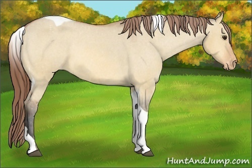 Horse Color:Bay Dun Tobiano Varnish