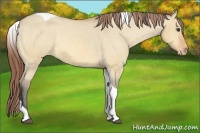 Horse Color:Bay Dun Tobiano Varnish