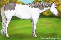 Horse Color:Silver Blue Roan Sabino Splash 