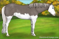 Horse Color:Silver Blue Roan Sabino Splash 