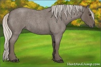 Horse Color:Silver Blue Roan Rabicano 