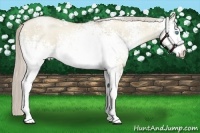 Horse Color:White Spotted Chocolate Palomino Roan Pearl Dun Rabicano