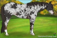 Horse Color:Liver Chestnut Ice