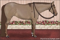 Horse Color:Liver Red Dun 