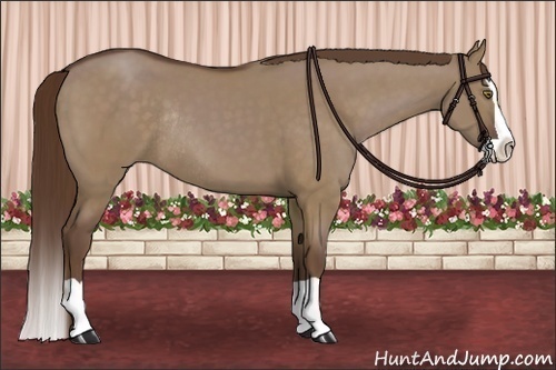 Horse Color:Liver Red Dun Splash Rabicano 