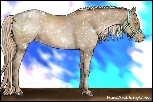 Horse Color:White Spotted Liver Chestnut Pearl Appaloosa