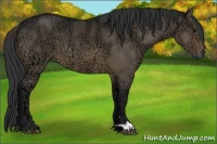 Horse Color:Brown Ice Dun 