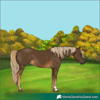 Horse Color:Chocolate Palomino 
