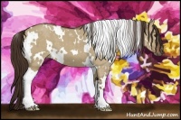 Horse Color:White Spotted Liver Red Dun 