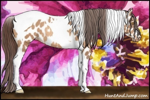 Horse Color:Amber Champagne Tobiano Near Leopard Rabicano 