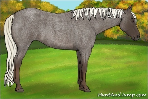 Horse Color:Liver Red Roan 