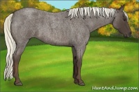 Horse Color:Liver Red Roan