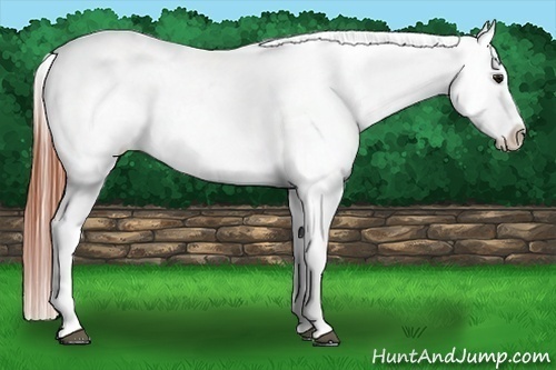Horse Color:Bay Frame Appaloosa Rabicano 