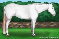 Horse Color:Bay Frame Appaloosa Rabicano 