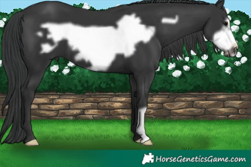 Horse Color:Black Frame 