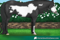 Horse Color:Black Frame 