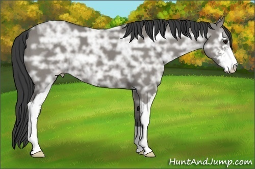 Horse Color:Smoky Grullo Ice Sabino 
